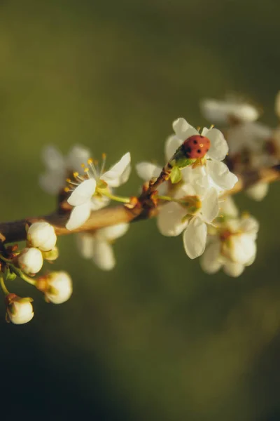 Ladybug Sitting Flowering Apple Tree Vertical — Foto Stock