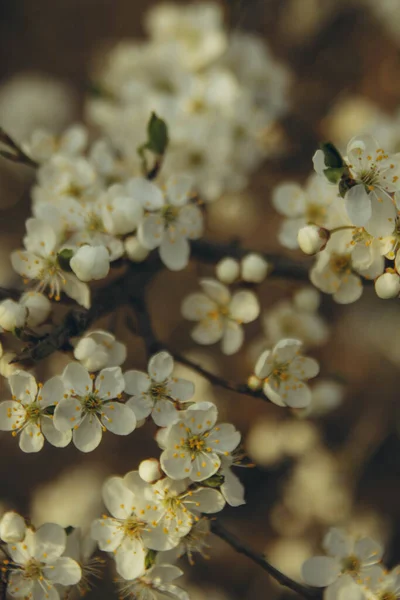 Гілка Яблучного Цвітіння Сонці Вертикальна — стокове фото