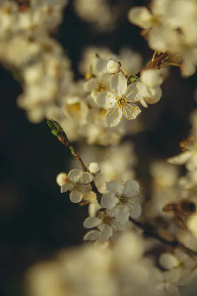 Branch Apple Blossom Sun Vertical — Stock Photo, Image