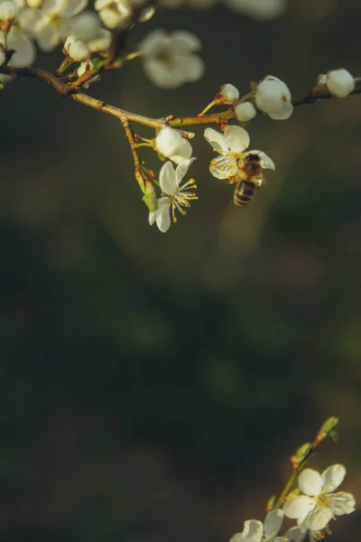 Bee Collects Pollen Flowering Apple Trees Vertical — Stockfoto