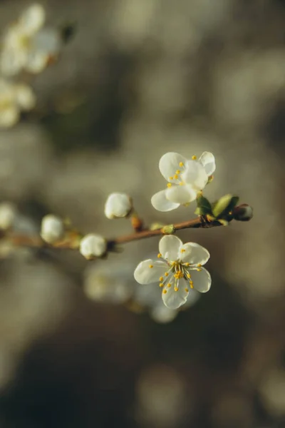 Гілка Яблучного Цвіту Вертикальна — стокове фото