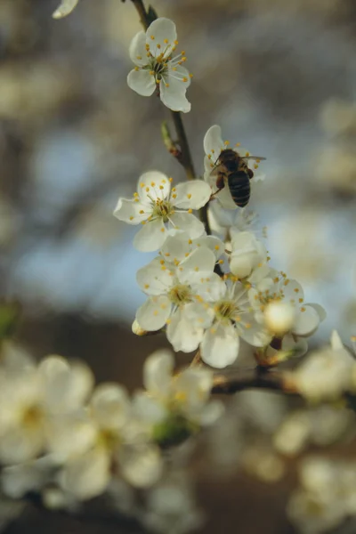 Бджола Збирає Пилок Квітучих Яблунь Вертикально — стокове фото
