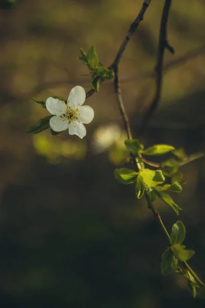 Flowering Apple Tree Branch Sun Vertical — Stock fotografie