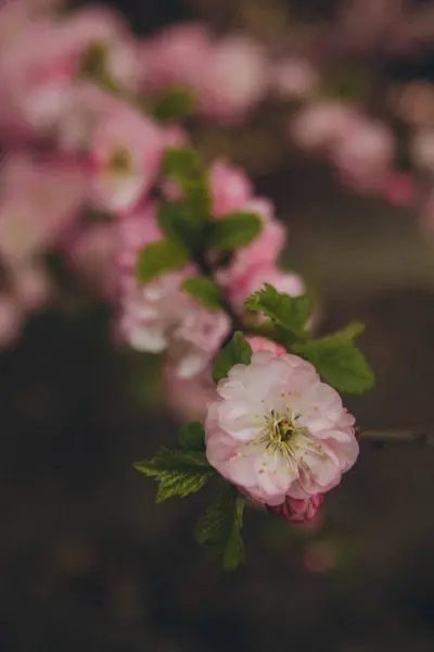 Branch Pink Prunus Dulcis Vertical — Fotografia de Stock