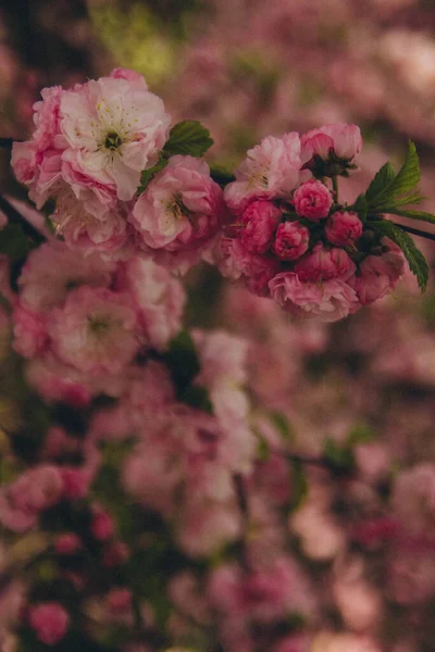 Arbusto Floreciente Prunus Dulcis Rosa Vertical —  Fotos de Stock