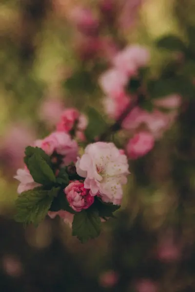 Branch Pink Prunus Dulcis Vertical — Fotografia de Stock