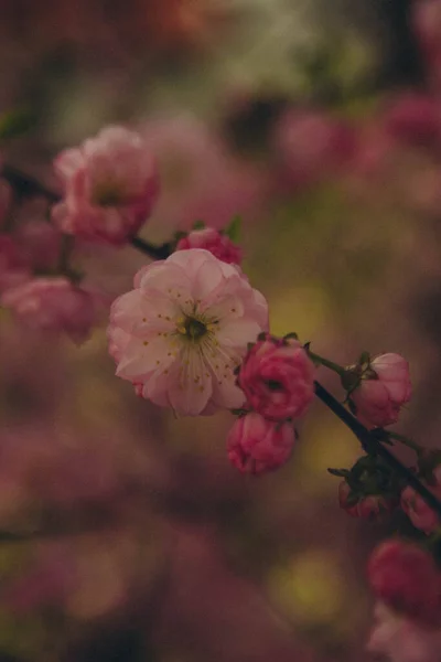 Rama Rosa Prunus Dulcis Que Aún Florecido Vertical — Foto de Stock