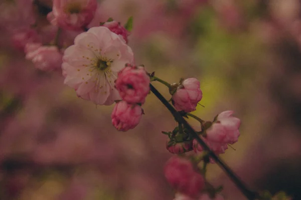 Branch Pink Prunus Dulcis Which Has Yet Bloomed Vertical — Stockfoto