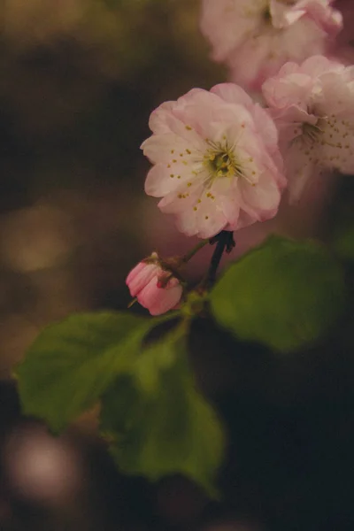 Прунус Нагадує Квіти Гілці Зеленню Вертикально — стокове фото