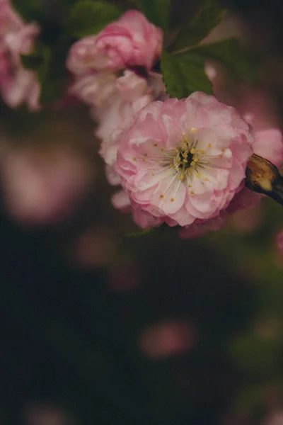 Ροζ Prunus Dulcis Λουλούδι Κοντά Κάθετη — Φωτογραφία Αρχείου