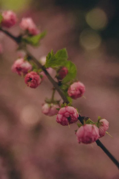 Branch Pink Prunus Dulcis Which Has Yet Bloomed Vertical — Foto de Stock