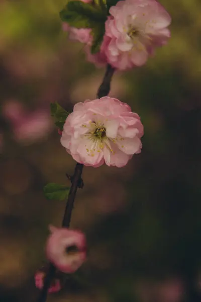 Branch Prunus Dulcis Flowers Vertical — Stock Photo, Image