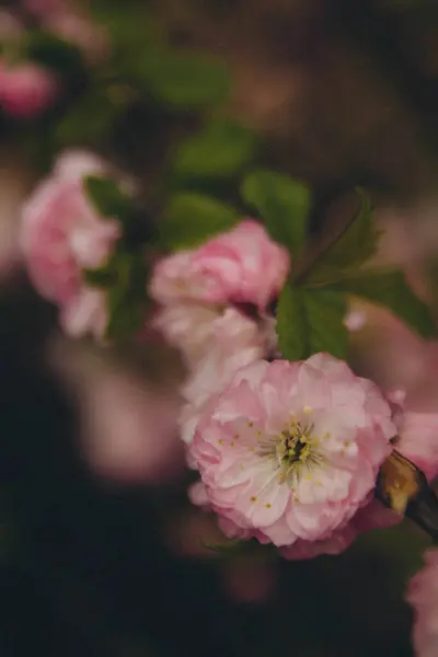 Прунус Нагадує Квіти Гілці Вертикальні — стокове фото