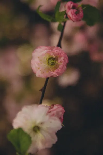 Branch Pink Sakura Flowers Close Vertical — Fotografia de Stock