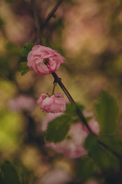 Rama Flores Sakura Rosa Cerca Vertical —  Fotos de Stock