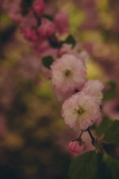 Branch Pink Sakura Flowers Close Vertical — Stockfoto