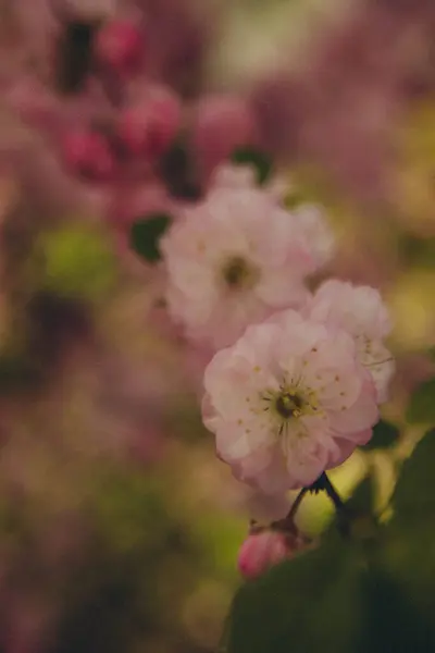 Flores Sakura Rosa Claro Cerca Vertical —  Fotos de Stock