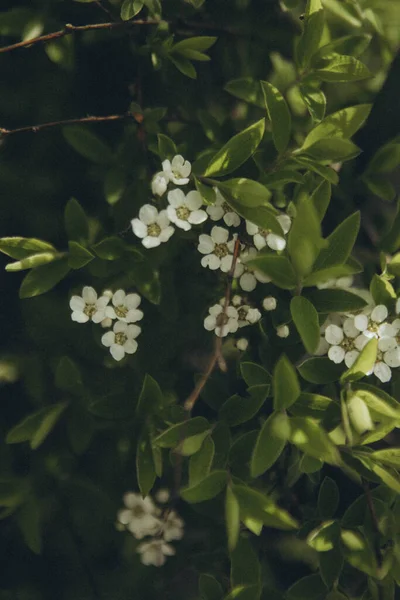 Virágzó Fehér Bokor Spiraea Kerítés Mentén Függőleges — Stock Fotó