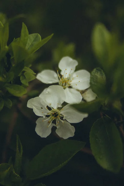 Цветущая Яблоня Цветка Зеленом Фоне Вертикальный — стоковое фото