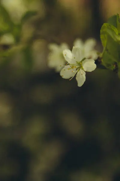 Manzano Floreciente Flores Una Rama Vertical —  Fotos de Stock