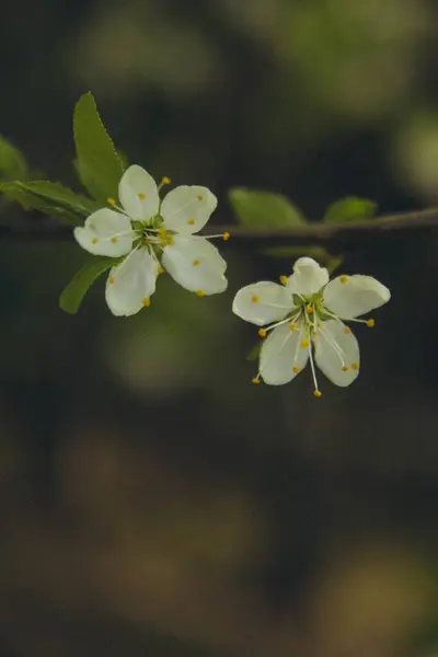 Virágzó Almafa Virág Egy Ágon Függőleges — Stock Fotó
