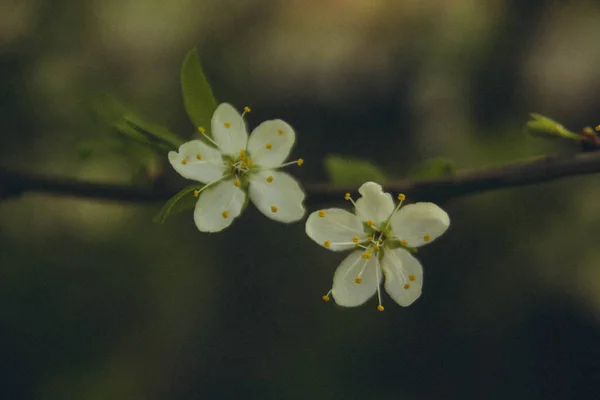 Flowering Apple Tree Flowers Branch Vertical — Fotografia de Stock