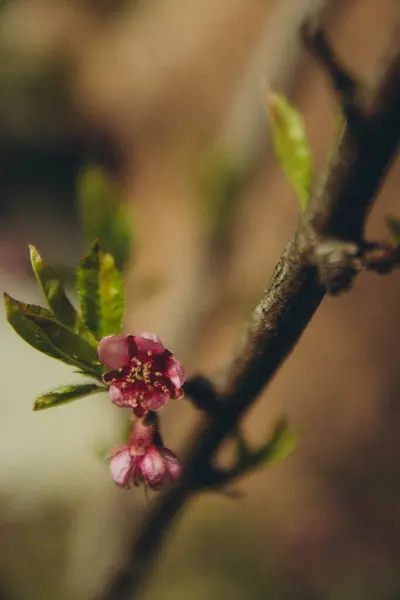 Квітуче Дерево Фоні Гілок Вертикальне — стокове фото