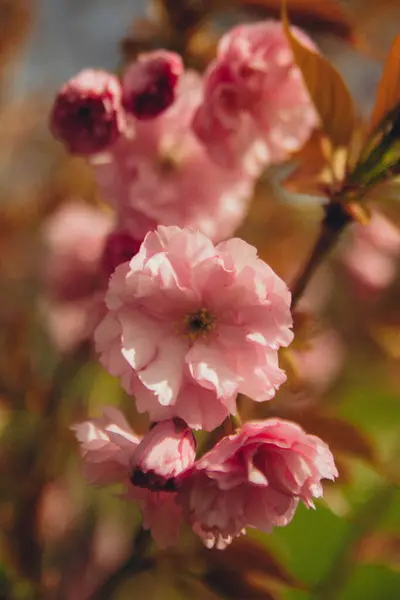Sakura Bloeit Zon Verticale Foto — Stockfoto