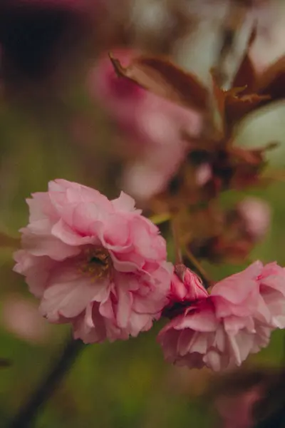 Flowering Spring Tree Close Vertical Photo — Fotografia de Stock