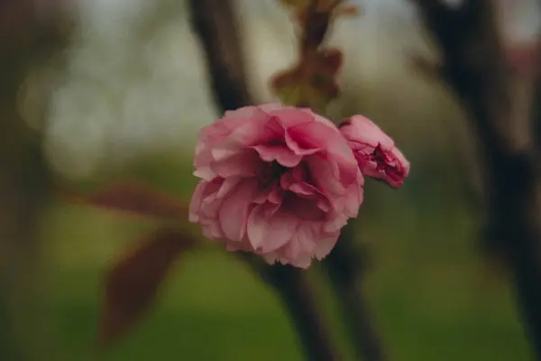 Sakura Florece Sobre Fondo Ramas Árboles Foto Vertical —  Fotos de Stock