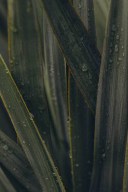 Tropikal yeşil çimenler, çiğ tanelerini dikey gösterir.