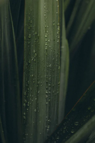 Тропічна Зелена Трава Яка Показує Росу Вертикальна — стокове фото