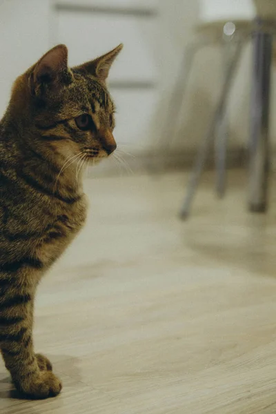 Dark Cat Sitting Left Looking Front Her Vertical — Fotografia de Stock