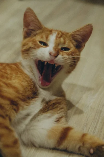 Gato Blanco Rojo Acostado Suelo Bostezando Vertical —  Fotos de Stock