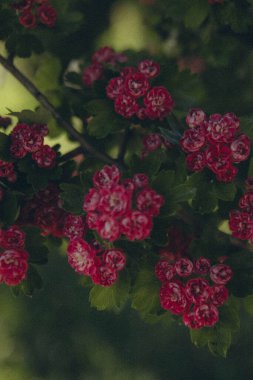 Yaprakların arka planında, ağaç dalındaki pembe çiçekler, dikey