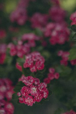 Yaprakların arka planında, ağaç dalındaki pembe çiçekler, dikey