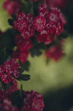 bir ağaç dalında bir sürü pembe çiçek, dikey