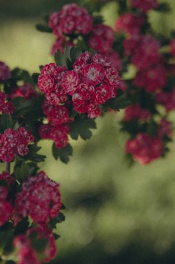 bir ağaç dalında bir sürü pembe çiçek, dikey