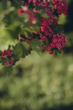 bir ağaç dalında bir sürü pembe çiçek, dikey