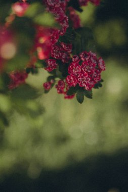 bir ağaç dalında bir sürü pembe çiçek, dikey