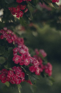 bir ağaç dalında bir sürü pembe çiçek, dikey