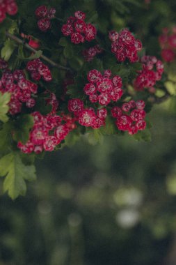 bir ağaç dalında bir sürü pembe çiçek, dikey