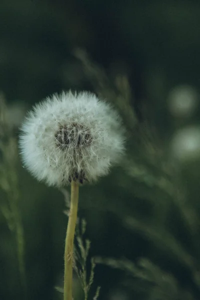 Ronde Donzige Paardebloem Een Stam Een Achtergrond Van Groen Gras — Stockfoto