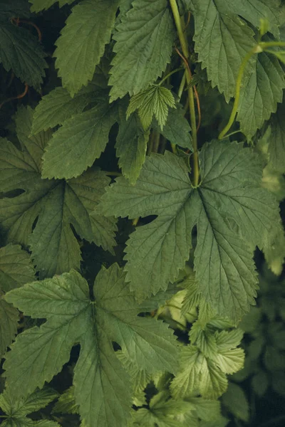 Green Leaves Bush Weaving Fence Vertical — стоковое фото