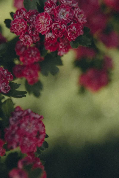 Yaprakların arka planında, ağaç dalındaki pembe çiçekler, dikey