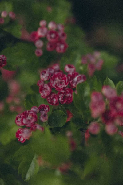 Yaprakların arka planında, ağaç dalındaki pembe çiçekler, dikey