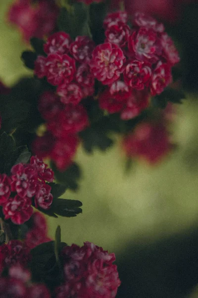 bir ağaç dalında bir sürü pembe çiçek, dikey