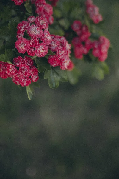 Many Pink Flowers Tree Branch Vertical — Stock Photo, Image
