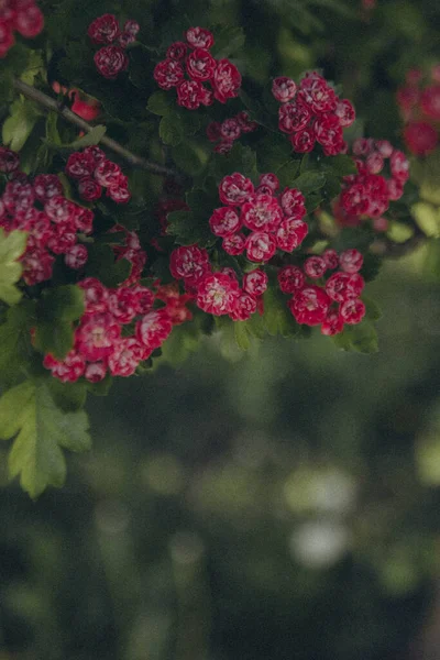 bir ağaç dalında bir sürü pembe çiçek, dikey