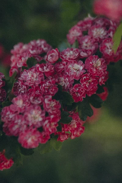 bir ağaç dalında bir sürü pembe çiçek, dikey